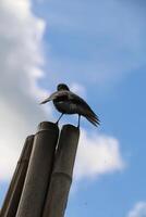 blackbird sits on pole photo