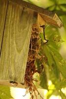 nest of an wren photo