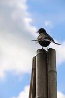 blackbird sits on pole photo