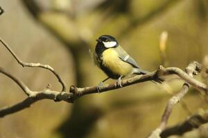 great tit with a nest in pottery, searching food for baby birds photo