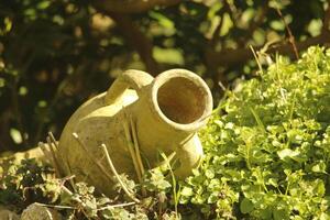 great tit with a nest in pottery, searching food for baby birds photo