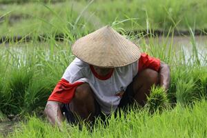 planting rice on a rice field photo