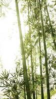 Dense Bamboo Trees Stand Tall in Lush Forest, vertical video