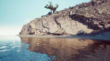 Tree Growing on Rock Outcropping in South African Ocean video