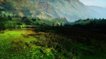 sereen groen vallei met majestueus berg backdrop video