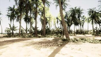 A sandy area with palm trees and a bench video