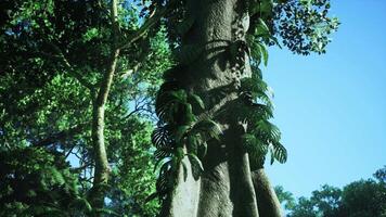 tallado cara en grande árbol en selva video