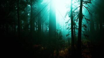 torreggiante sequoia foresta, un' maestoso baldacchino di alto alberi. buio foresta video