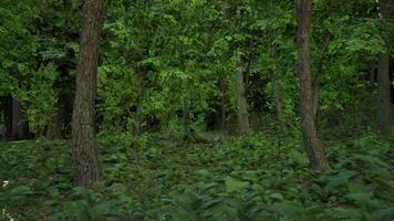 une luxuriant vert forêt rempli avec beaucoup de des arbres. foncé forêt video