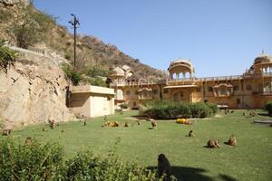 Galta temple also known as the monkey temple, jaipur, india photo