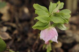 christmas rose blooming photo