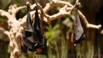 flying foxes hanging upside down on a branch, bats sleeping in a tree video