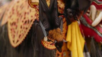 Flying foxes hanging upside down on a branch of Asian scenery, large sized bats video