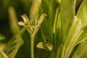 Birth of a sprout photo