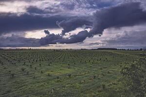 Threatening storm clouds looming over the lush fields of the Po Valley photo