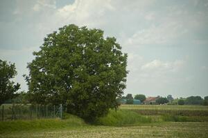 árbol en campo foto