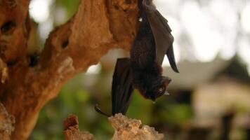 a flying fox climbs up a branch, a bat in the daytime. video