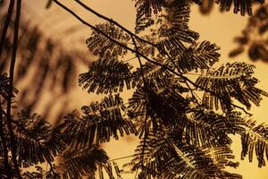 Fern silhouette at sunset 2 photo