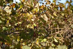 Autumn vineyard leaves photo