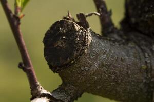 Macro detail of a cut sprig photo