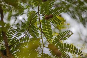 Detail of fern leaves shot with macro lens photo