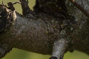 Macro detail of a cut sprig 2 photo