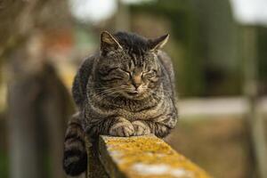 Cat rest on the wall 3 photo