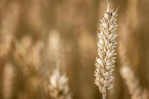 Detail of Organic Barley Spikes in Cultivation photo