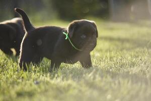 Little Labrador puppy playing photo