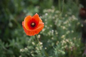 Red poppy in the grass photo