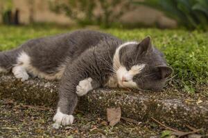 linda gato descanso en el prado foto