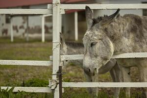 Donkey in the farm enclosure 9 photo