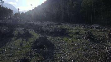 zonlicht filters door bomen in natuurlijk landschap video