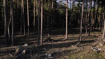 une des bois avec beaucoup des arbres et déchue les troncs crée une Naturel paysage video