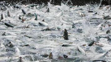 A slow motion shot of pink salmon splashing in a fishing net video