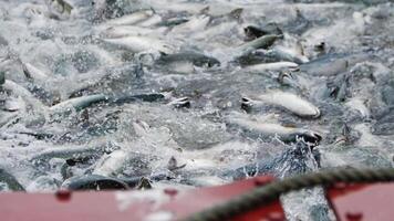 een langzaam beweging schot van roze Zalm spatten in een visvangst netto video