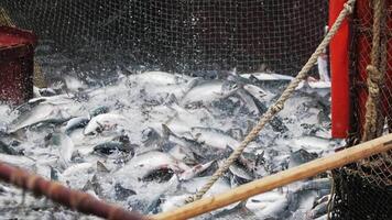 een langzaam beweging schot van roze Zalm spatten in een visvangst netto video