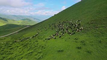 kudde van schapen loopt door groen actoprak voorbij gaan aan antenne visie natuurlijk schoonheid kalmte schapen kudde in majestueus bergen schoonheid sereen. kudde van schapen symbool van ongerept wildernis kalmte kalm. video