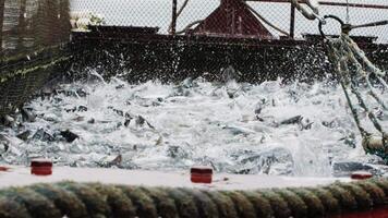 A slow motion shot of pink salmon splashing in a fishing net video