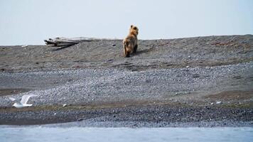 Slow motion. bear running along the beach looking back at the camera video