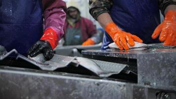 Slow motion Worker at a fish factory putting red fish on a conveyor belt video