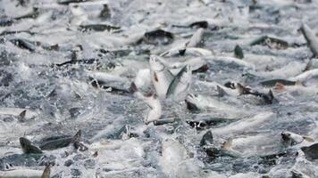 A slow motion shot of pink salmon splashing in a fishing net video