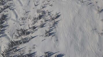 coperto di neve alberi su un' inverno pendenza di un' nevoso montagna visto a partire dal sopra video