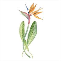 Strelitzia flower with tropical leaves. Bird of Paradise plant. Floral composition for postcards, logos, fashion and cosmetic packages. Hand drawn watercolor illustration isolated on white background vector