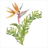 Strelitzia flor con tropical hojas. pájaro de paraíso planta. floral composición para postales, logotipos, Moda y cosmético paquetes mano dibujado acuarela ilustración aislado en blanco antecedentes vector