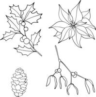 Set of Christmas plants line art. Ink graphic poinsettia, twig of ilex with berries, mistletoe and conifers evergreen tree with cone. Hand painted outline botanical illustration for greetings, cards vector