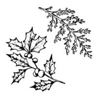 Set of Christmas plants line art. Ink graphic twig of ilex with berries, Dusty miller. Hand painted outline botanical illustration for greetings, cards, invitation vector