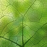 Leaf vein texture abstract background with close up plant leaf cells ornament texture pattern. vector