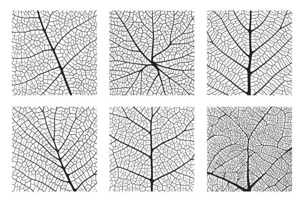 Leaf vein texture abstract background set with close up plant leaf cells ornament texture pattern.