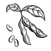 Soybean branch with pods and leaves. Sketch Outline Illustration vector